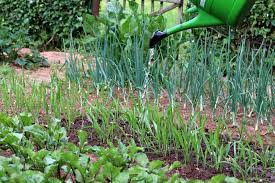 Kreative garten und alltagsideen für jedermann Gemusegarten Anlegen Fur Anfanger Anleitung Inkl Plan Hausgarten Net