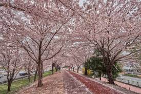 Moeldoko dan juga anies baswedan selaku gubernur dki jakarta. Di Korea Selatan Juga Ada Sakura Ini 6 Lokasi Yang Harus Dikunjungi Kkday Indonesia Blog