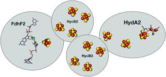 We did not find results for: The Hydrogen Dependent Co 2 Reductase The First Completely Co Tolerant Fefe Hydrogenase Energy Environmental Science Rsc Publishing Doi 10 1039 C6ee02494g