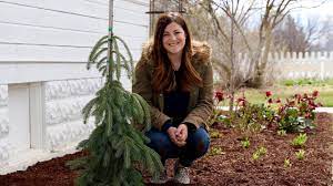Selective pruning of this weeping norway spruce gets it away from the sidewalk while keeping its natural look. Planting A Weeping White Spruce Garden Answer Youtube