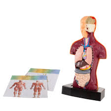 Our anatomical male muscle model can be separated into 27 parts for easier demonstration; Anatomy Model Human Body Torso With Removable Organs For Science And Medical Laboratory Learning By Hey Play On Sale Overstock 26959116