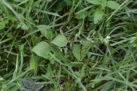 Image result for Hypoestes triflora