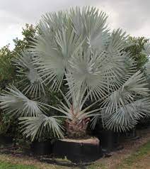 Slow to moderate, becoming moderately fast with maturity. Bismarckia Nobilis Bismarck Palm Treeworld Wholesale