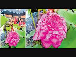 The number 1000, represented by the thousand petals in the crown chakra symbol, adds up and reduces to the number 1 in numerology. The Rarest Of The Rare 1000 Petal Lotus Blooms For The Second Time In Kerala Manorama English