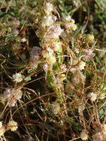 Image result for Cuscuta approximata