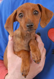 Short leg,smooth coat , microchipped , crate available and playing toys.11 wks old and ready to go miniature dachshund puppies for sale. Baby Dachshund For Adoption Dachshund Adoption Baby Dachshund Dachshund Puppies