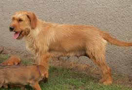 Image result for štýrský brakýř