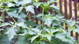 Image result for durman obecný plod