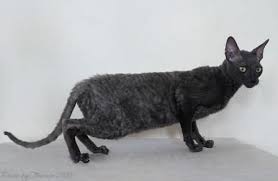 Pictures Of Cornish Rex Cats Cornish Rex Cat Rex Cat Cornish Rex