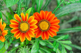 Image result for Gazania krebsiana