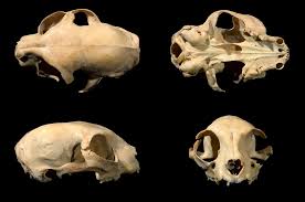 I own a skull of small feline, and have always dismissed it as a mere feral cat skull. Ancient Skeleton Provides The Earliest Evidence Of A Pet Cat In Kazakhstan Nottingham Trent University