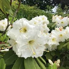 Pin On Market Garden