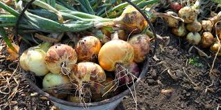 Агротехніка вирощування озимої цибулі - як правильно виростити озиму цибулю  в Україні - plantagroup.com