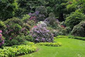 214 likes · 1 talking about this. Schone Rhododendron Blumen Busche Und Baume In Einem Garten Landschaft Lizenzfreie Fotos Bilder Und Stock Fotografie Image 52082476