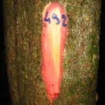 Image result for Antidesma vogelianum