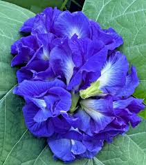 Image result for Clitoria ternatea
