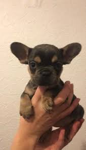 Favorite this post jun 16 French Bulldog Pets And Animals For Sale South Carolina