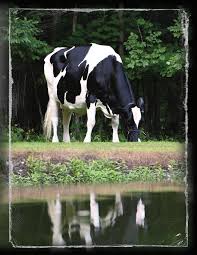 Image result for Sophia White 1989 Colt