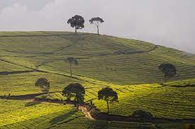 Maybe you would like to learn more about one of these? Kebun Teh Yang Indah Foto Perkebunan Teh Ptpn 8 Bandung Tripadvisor
