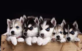 Babies Huskies Dog Wallpapers Wallpaper Cave