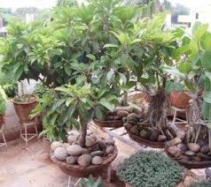 For usual gardens on the ground level, trees need more help with terrace garden setup ? How To Lay Out Your Terrace Garden What Plants To Grow And How To Maintain The Garden