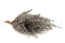 Image result for Stoebe