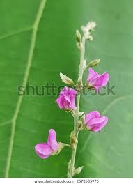 Image result for Tephrosia paniculata
