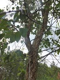 Image result for Maprounea