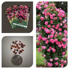 Jual tanaman hias merambat online. Detail Gambar Jual Bibit Benih Bunga Mawar Rambat Merah Jambu Import Pink
