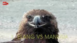 Scala (and akka) vs erlang actors. 7 Serangan Burung Elang Terbesar Di Dunia Elang Vs Beruang Vs Rubah Vs Manusia