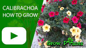 As markets mostly sell calibrachoa hybrids, you need to propagate them in other ways apart from seeds. Calibrachoa Million Bells How To Grow Care