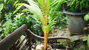 Maybe you would like to learn more about one of these? Sprout Palm Trees From Seed