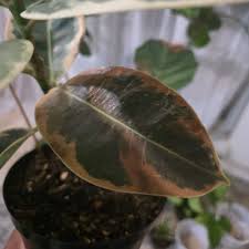 Image result for Ficus variifolia