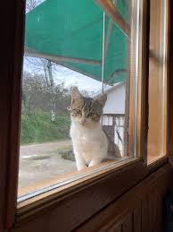 Kedi Kedicik Bebekkedi Yavrukedi Kedi Yavru Kediler Kedicik