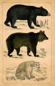 Pin By Jane Diehl On Public Domain Historical Biological Time Machine Bear Art Bear Illustration Animal Illustration