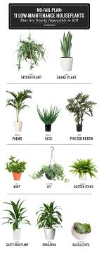 11 Easy To Grow Houseplants Helloglow Co Easy To Grow Houseplants Plants House Plants