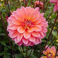 Dahlia, genus of about 40 species of flowering plants in the aster family, native to the higher elevations of mexico and central alternative title: Dahlia Great Silence