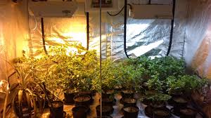 Check spelling or type a new query. Hid Vs Cfl Vs Led Which Grow Lights Are Best For You Hydronz New Zealand S Hydroponics Retailer