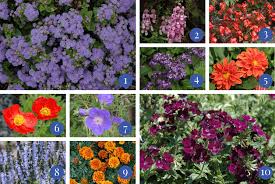 Planting some of these 25 summer blooming plants around your home will give your garden easy care and vibrant color all summer long. Choosing The Best Annuals Flowers That Bloom All Summer Stauffers