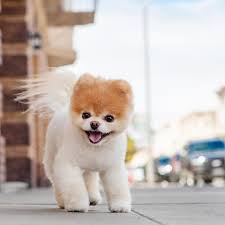 Eypayata Adli Kullanicinin Animals Panosundaki Pin Boo Dog Cok Sirin Hayvanlar Pomeranian Yavrusu