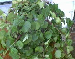 Image result for Plectranthus verticillatus