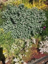 Image result for Dopatrium dortmanna