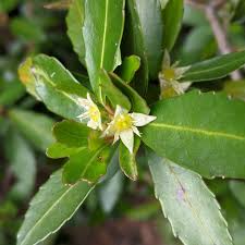 Image result for Cunoniaceae