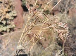 Image result for Limosella maior