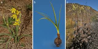 Image result for Rytigynia bridsoniae