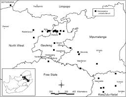 Image result for Stenostelma