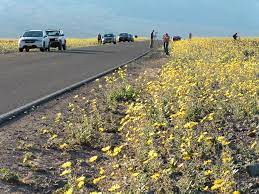 Located between harry wade road and saratoga springs at the southern end of the park. Best Wildflower Bloom In A Decade Death Valley National Park U S National Park Service