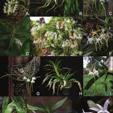 Image result for Cyrtorchis neglecta