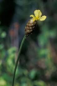 Image result for Xyris straminea