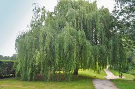 Maybe you would like to learn more about one of these? Salix Chrysochoma Caragh Nurseries